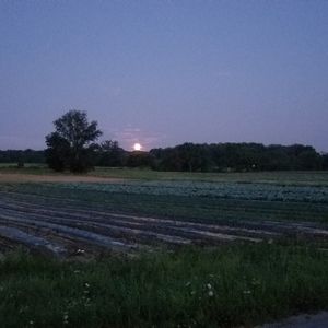 Meet your Posher, Darcy